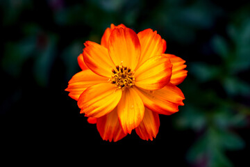 Close-up Orange Mexican aster or Cosmos flower blooming in the garden, Family Asteraceae.