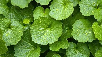 Dew-kissed lush green leaves, garden background, nature texture, website banner