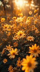 The warm hues of sunset cast a soft radiance over the delicate white petals, creating a dreamy atmosphere.