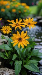 Obraz premium Bright Yellow Daisies with Dewdrops by Water