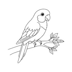 Parrot, Drawing, illlustration, kawaii, coloring book