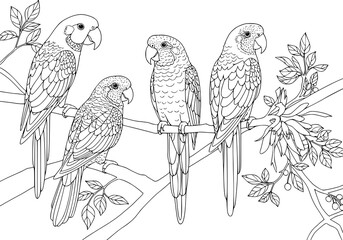 Parrot, Drawing, illlustration, kawaii, coloring book
