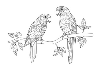 Parrot, Drawing, illlustration, kawaii, coloring book