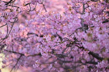 満開綺麗河津桜