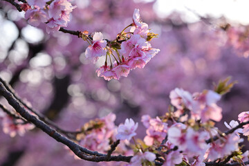 満開綺麗河津桜