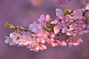 満開綺麗河津桜