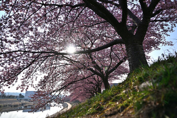 満開綺麗河津桜