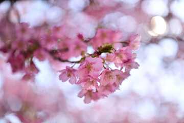 満開綺麗河津桜