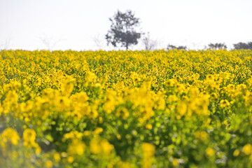 一面に咲いた菜の花畑