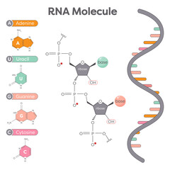Genomic science illustration of the components of an RNA molecule