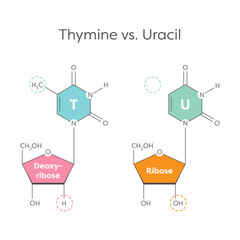 Thymine versus Uracil genomic educational graphic illustration