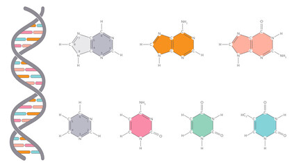 Nitrogenous bases of DNA and RNA