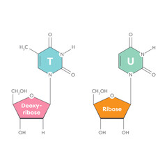 Thymine and Uracil nitrogenous bases