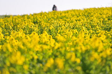 一面に咲いた菜の花畑