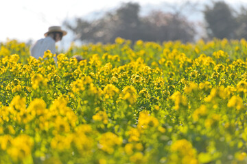 Obraz premium 一面に咲いた菜の花畑