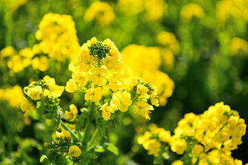 一面に咲いた菜の花畑