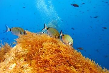 Swimming fish (seabreams), bubbles, sea grass and blue water. Bubbles from scuba diver and small...