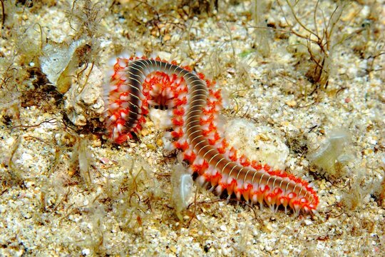 Detail of poisonous red spiny fireworm, family Amphinomidae, on the sandy mediterranean sea bottom. Scuba diving in the ocean, macro photography. Marine life, travel picture.