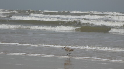 sandpiper on the beach