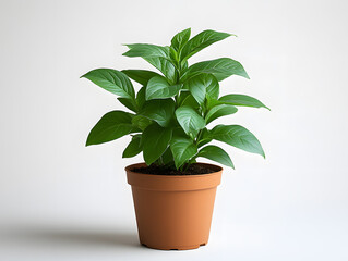 Obraz premium Close-up of minimalist-style green plant pots