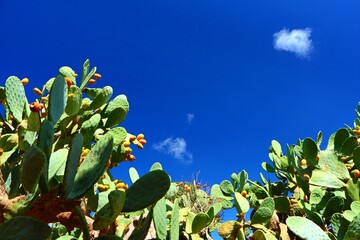 Indian fig opuntia (Cactus - cacti). Cacus, sunny day with deep blue sky and small clouds. Travel...