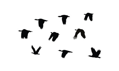 Flying African houbara bird Silhouette Design  And Vector Illustration. 
