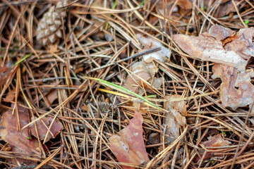 Fallen bark and needles on the ground in a pine forest, top view. Pine bark and needles.