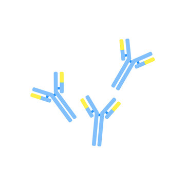 Antibody anatomy. Immunoglobulin Structure. Adaptive immune response. Vector illustration. 