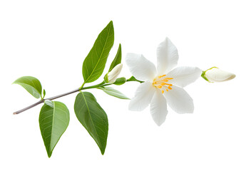 Obraz premium White Gardenia Flower with Green Leaves Isolated on Transparent Background