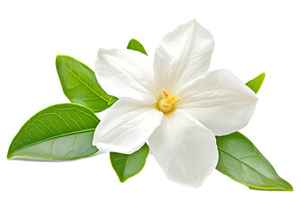 Obraz premium White Gardenia Flower with Green Leaves Isolated on Transparent Background
