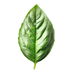 Obraz premium Fresh basil leaf Isolated on a transparent background