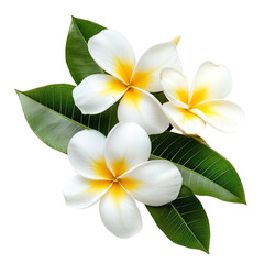 Fototapeta premium Frangipani flowers Isolated on a transparent background