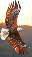 Fototapeta premium Majestic Eagle in Flight at Sunset