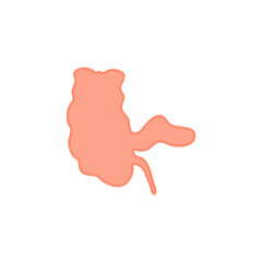 Appendix Anatomy Science. Vector Illustration