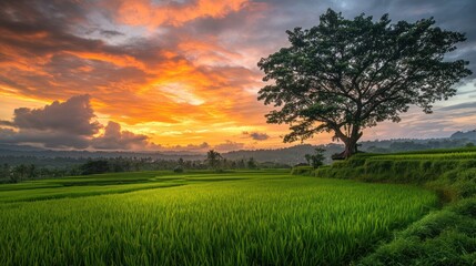 Obraz premium Sunset over rice paddy field, single tree, rural landscape, nature scene, travel photography