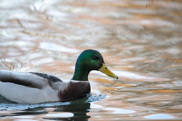 A beautiful wild duck swims along a fast spring river.