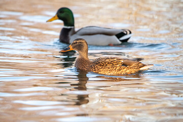 A beautiful wild duck swims along a fast spring river.