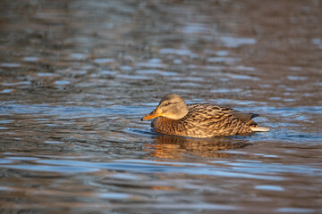 A beautiful wild duck swims along a fast spring river.