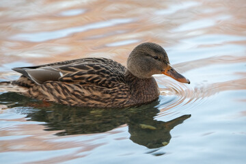 A beautiful wild duck swims along a fast spring river.