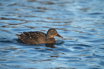 A beautiful wild duck swims along a fast spring river.