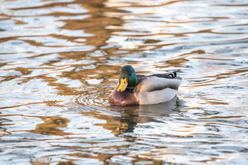A beautiful wild duck swims along a fast spring river.