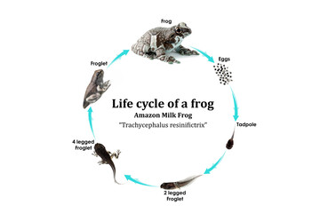 Life circle Amazon milk frog (Trachycephalus resinifictrix) from tadpole to frog on white...