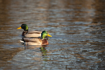 A beautiful wild duck swims along a fast spring river.