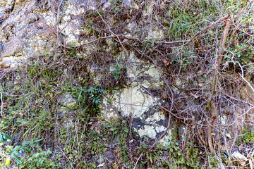 日本周遊　和歌山県有田市みかん街道をゆく