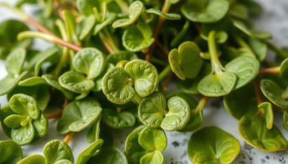 Fresh Green Watercress Leaves Close Up Shot