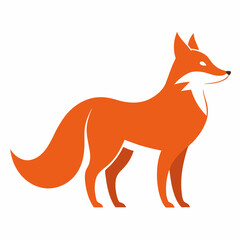 red fox isolated on white