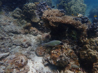 Coral found at coral reef area within island in Malaysia