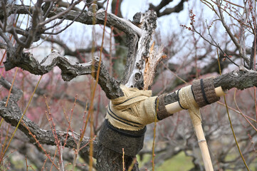 The Japanese fix an old sakura tree in a Japanese traditional garden