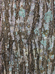 Obraz premium Abstract pattern of bark. 