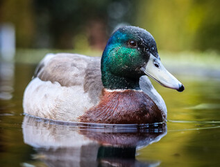 Duck on a Lake